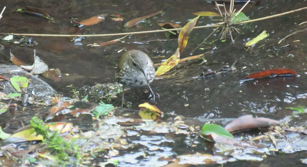 尖尾溪雀（Lochmias nematura）