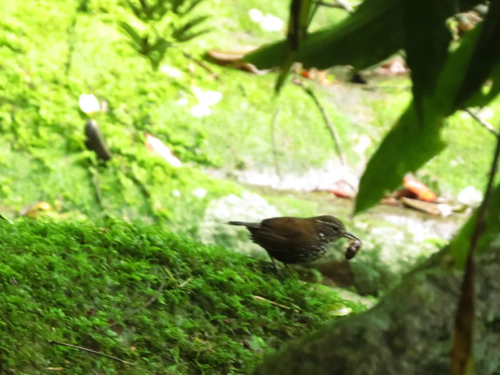 尖尾溪雀（Lochmias nematura）