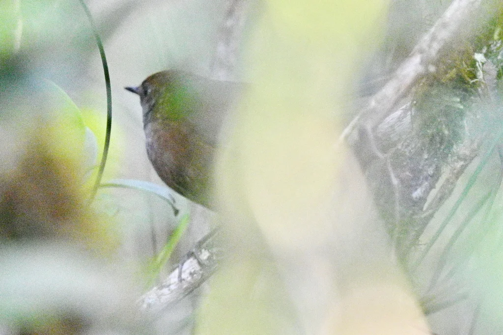 岩短翅蝗莺(Locustella accentor)
