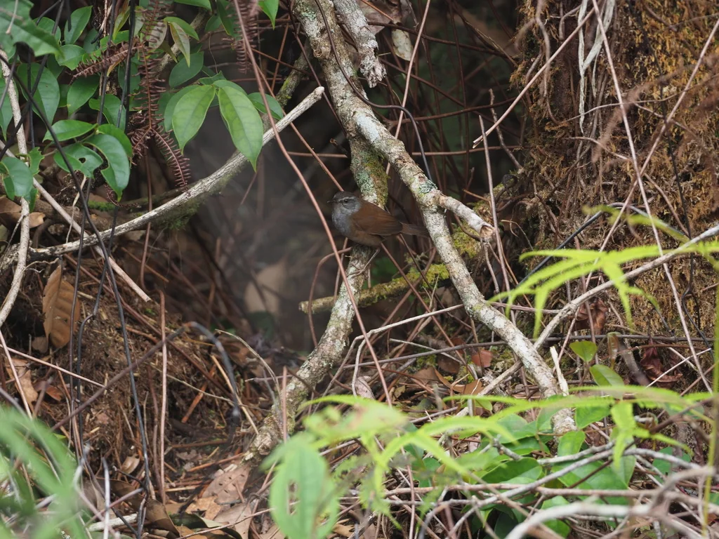 栗背短翅蝗莺(Locustella castanea)