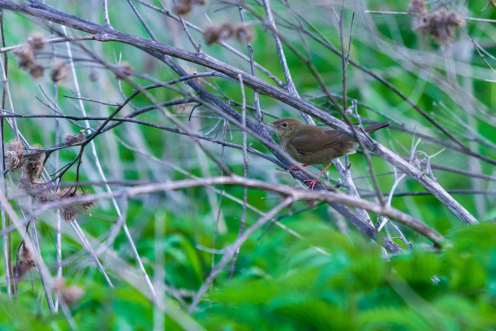 河蝗莺(Locustella fluviatilis)