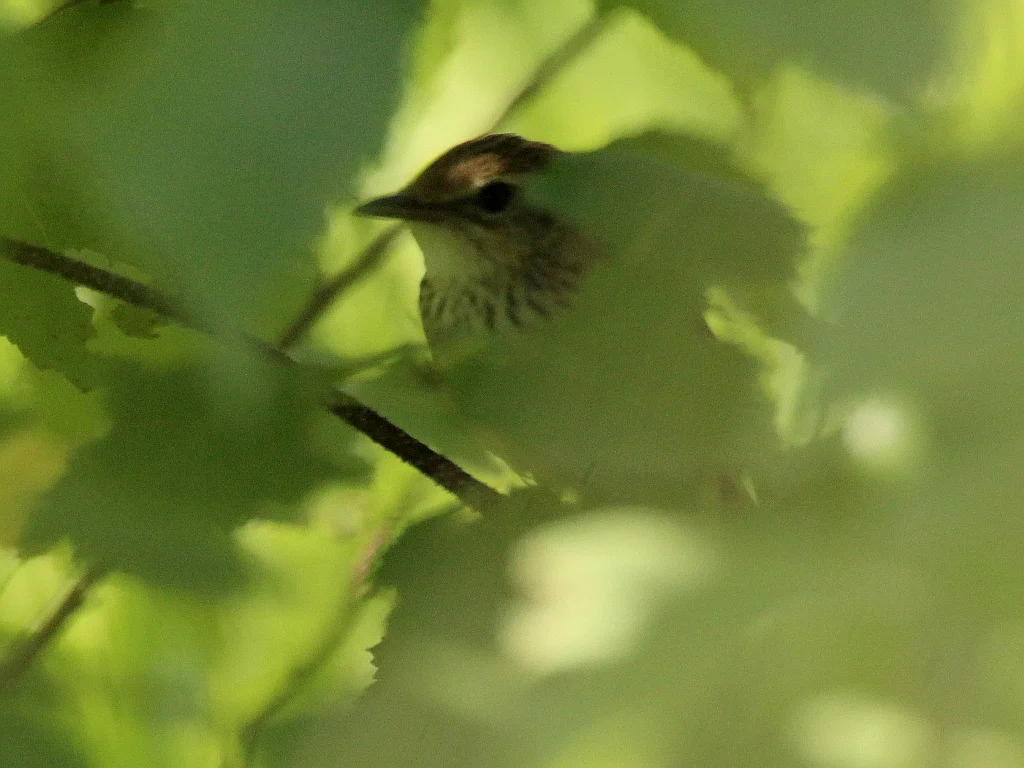 矛斑蝗莺(Locustella lanceolata)