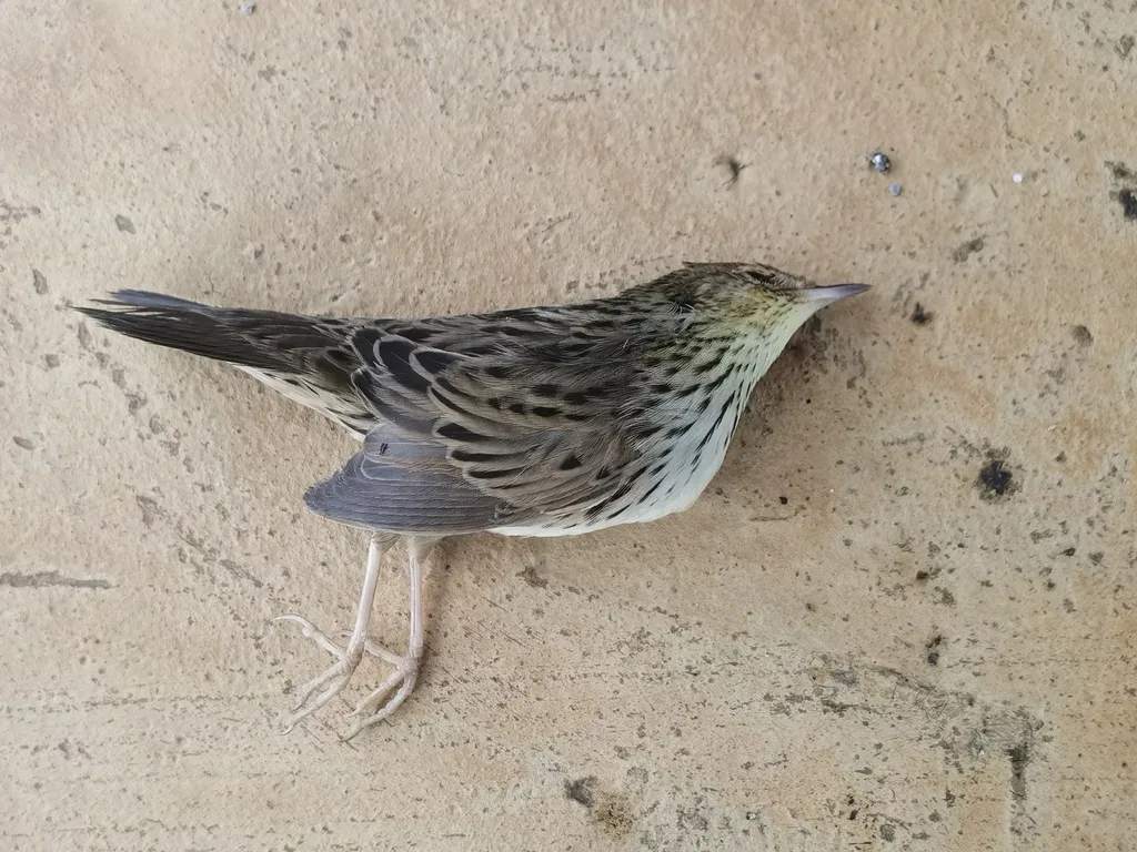 矛斑蝗莺(Locustella lanceolata)