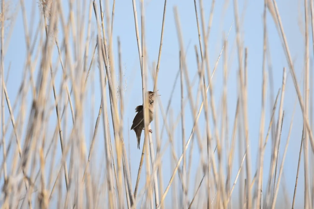 鸲蝗莺(Locustella luscinioides)