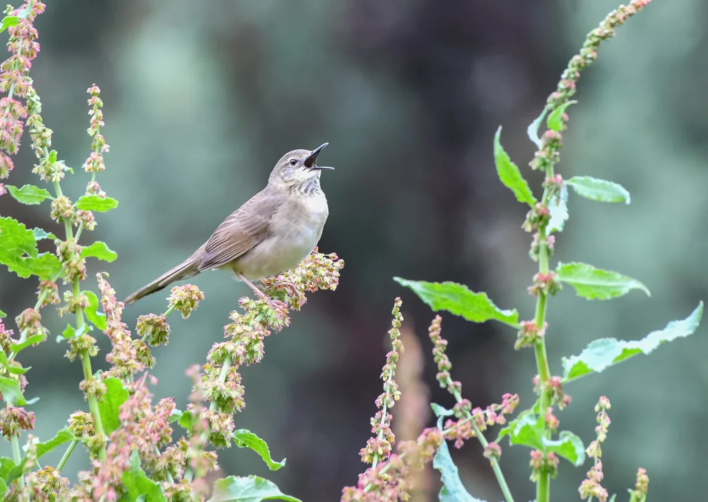 巨嘴短翅蝗莺(Locustella major)