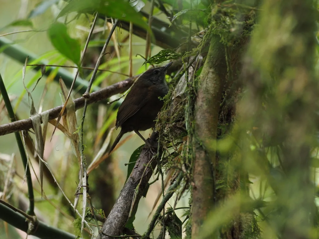 斯兰短翅莺(Locustella musculus)