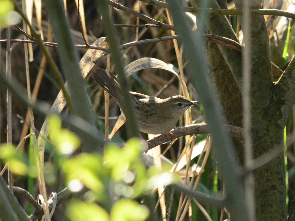 黑斑蝗莺(Locustella naevia)