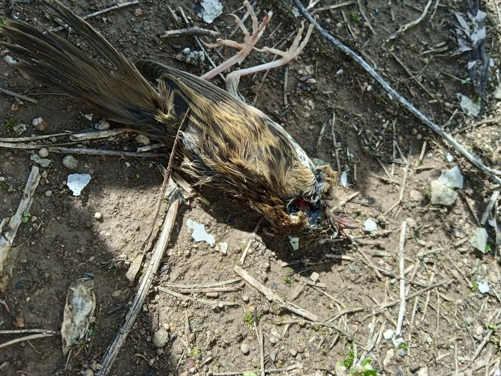 黑斑蝗莺(Locustella naevia)
