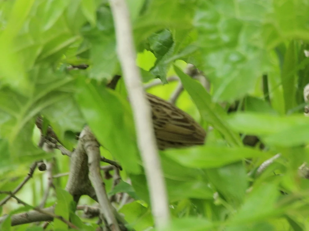 黑斑蝗莺(Locustella naevia)