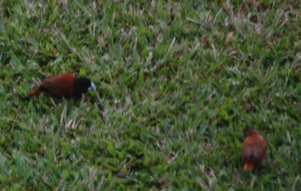 栗腹文鸟（Lonchura atricapilla）