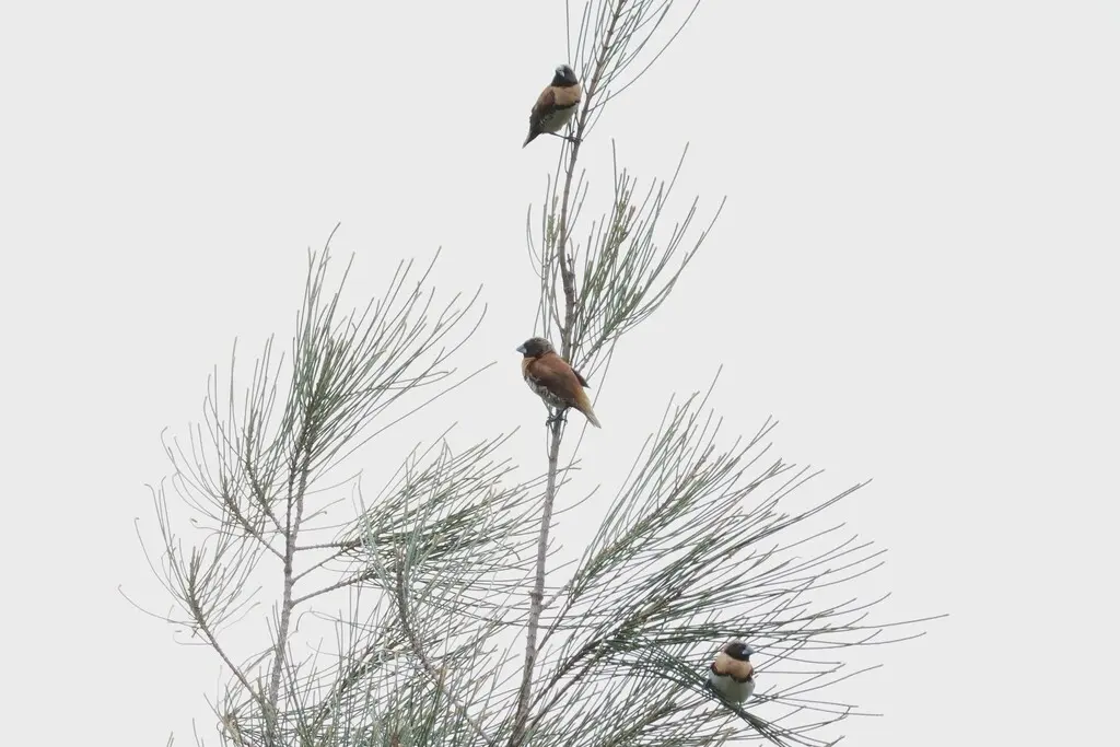 栗胸文鸟(Lonchura castaneothorax)