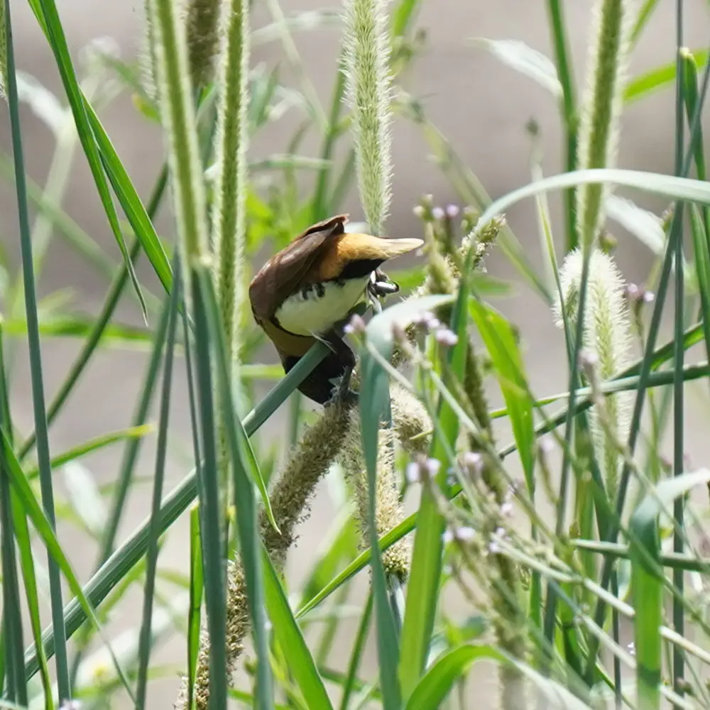 栗胸文鸟(Lonchura castaneothorax)