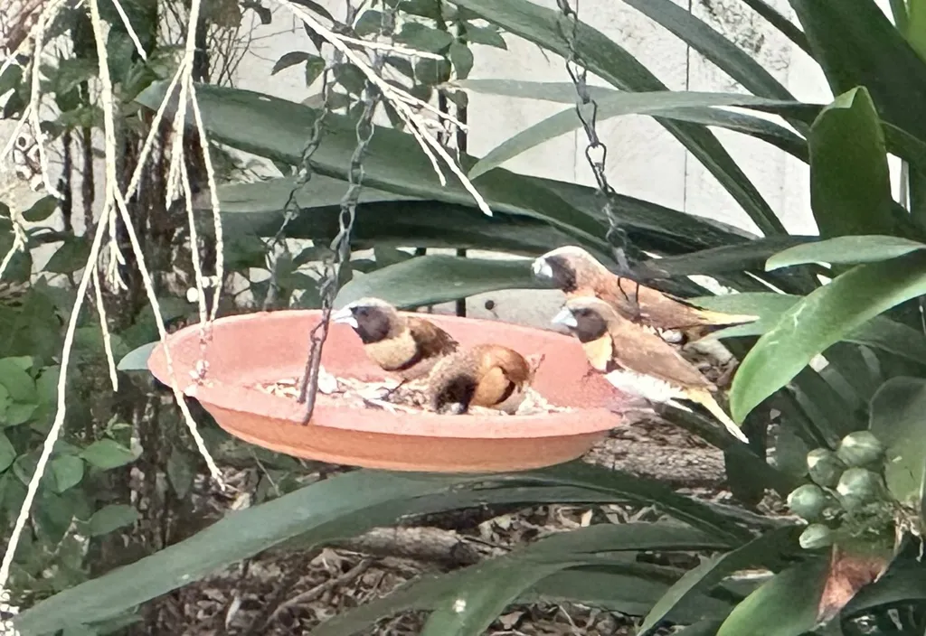 栗胸文鸟(Lonchura castaneothorax)
