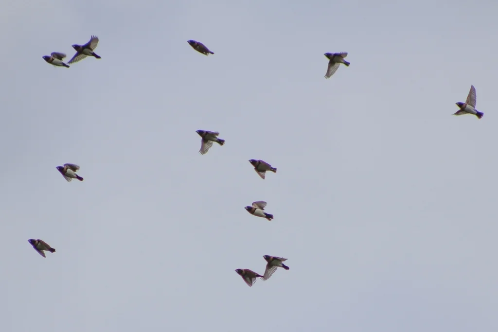 栗胸文鸟(Lonchura castaneothorax)