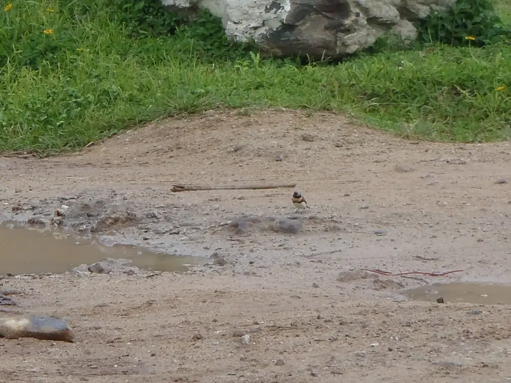 栗胸文鸟(Lonchura castaneothorax)