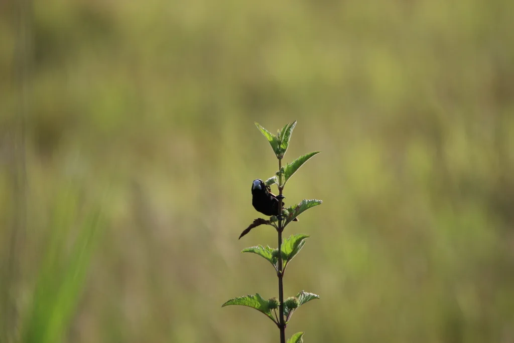 大嘴文鸟(Lonchura grandis)