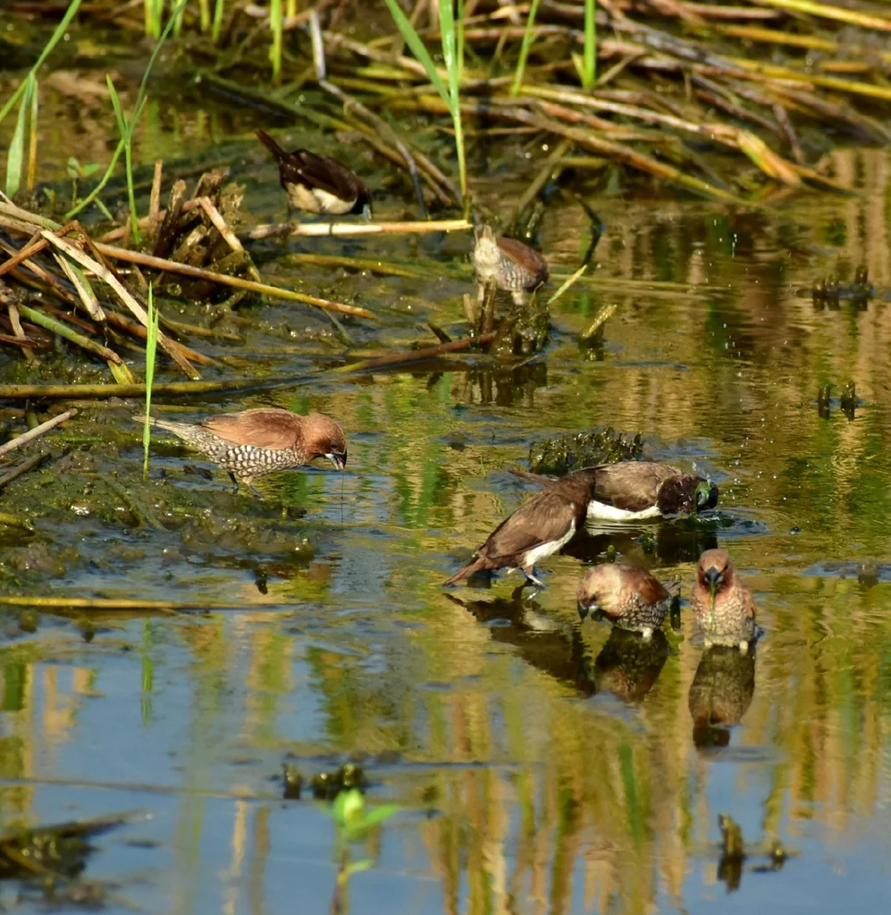 黑喉文鸟(Lonchura leucogastroides)