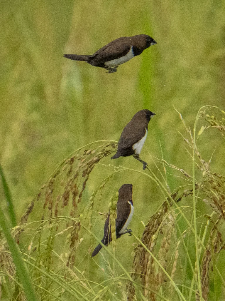 黑喉文鸟(Lonchura leucogastroides)