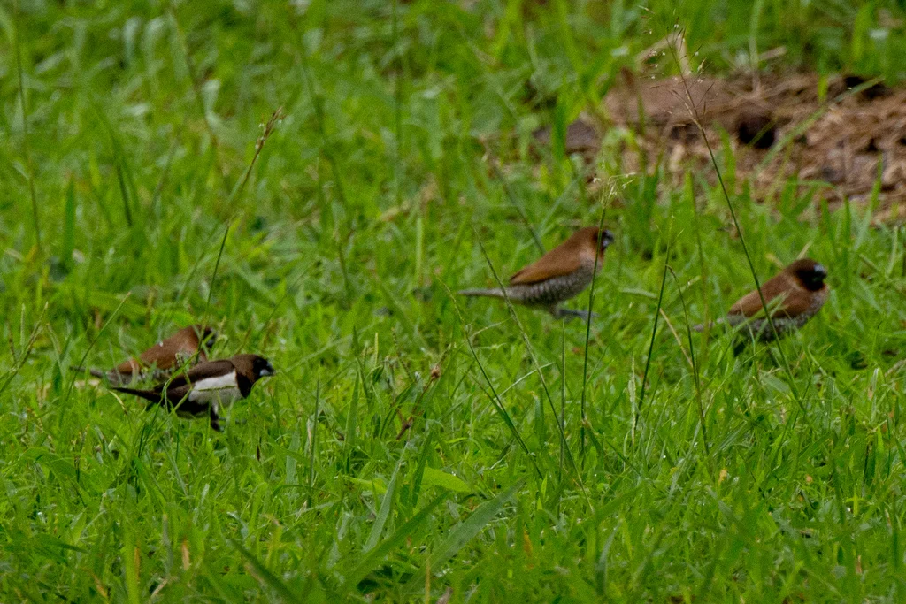 黑喉文鸟(Lonchura leucogastroides)