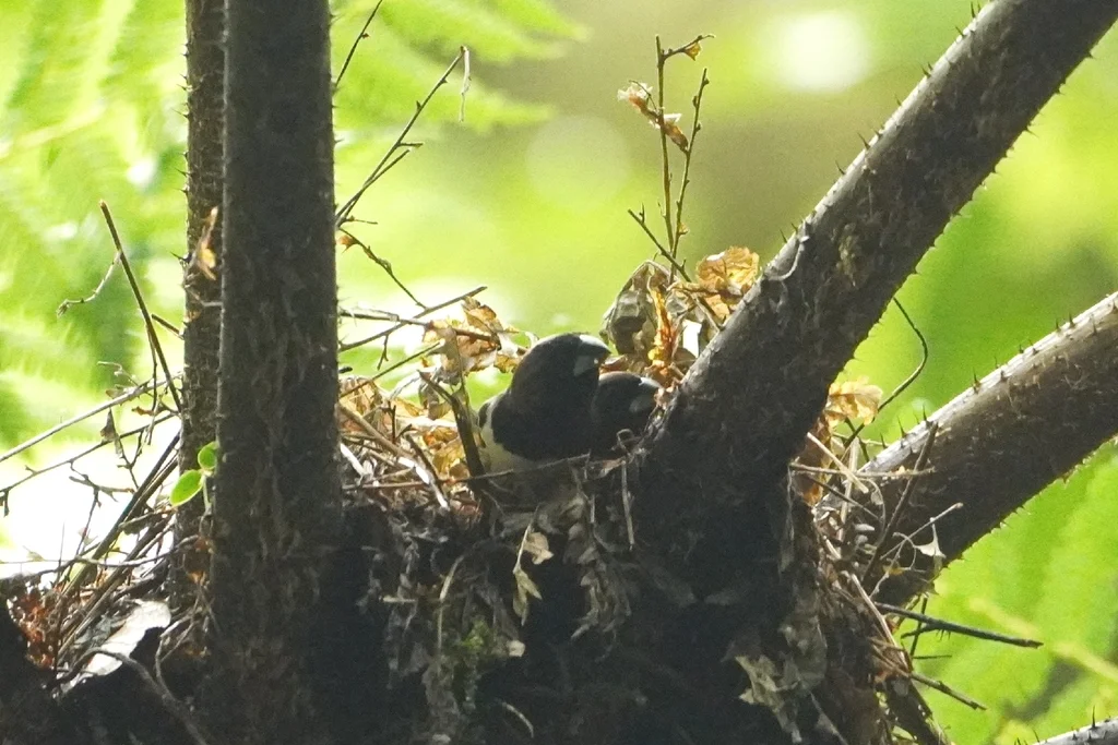 黑喉文鸟(Lonchura leucogastroides)