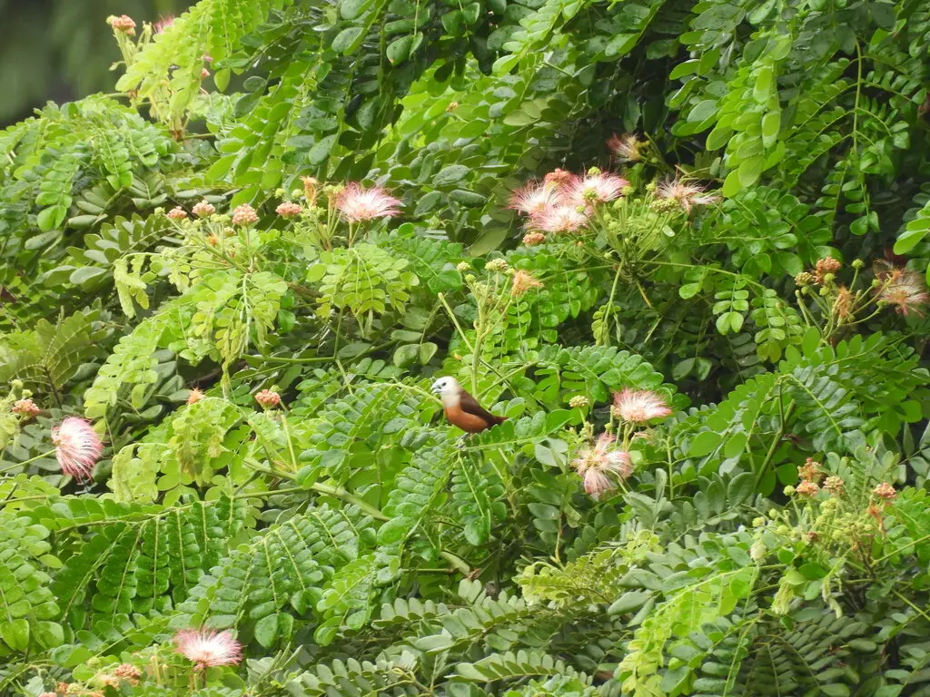 淡色文鸟(Lonchura pallida)