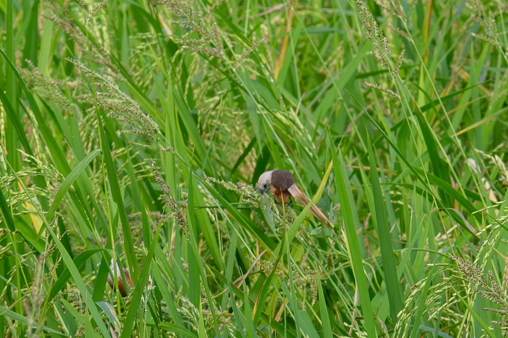 淡色文鸟(Lonchura pallida)
