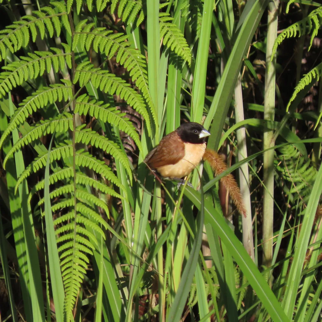 黑巾文鸟(Lonchura spectabilis)