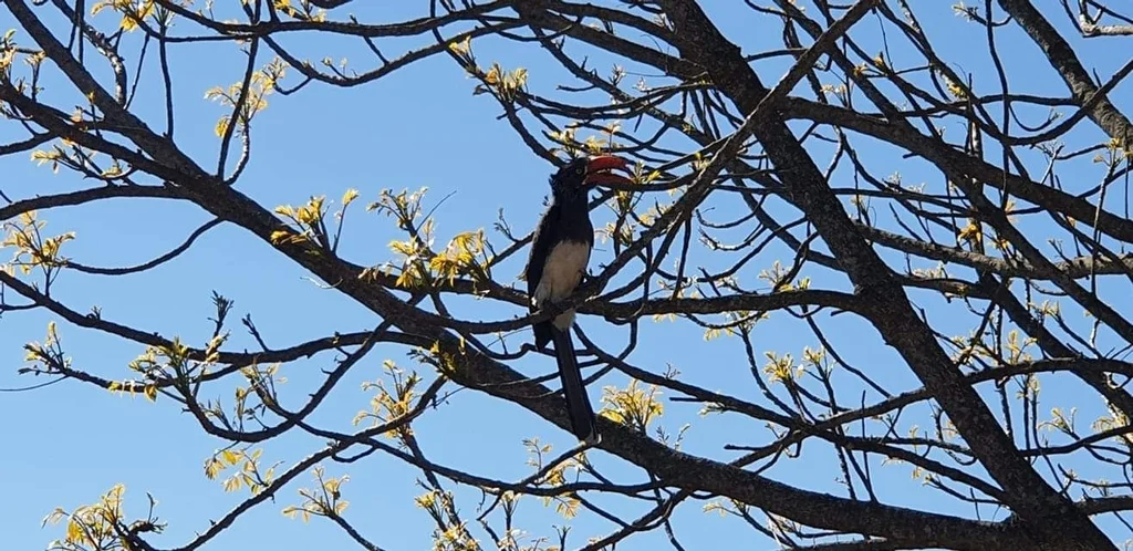 冕弯嘴犀鸟（Lophoceros alboterminatus）