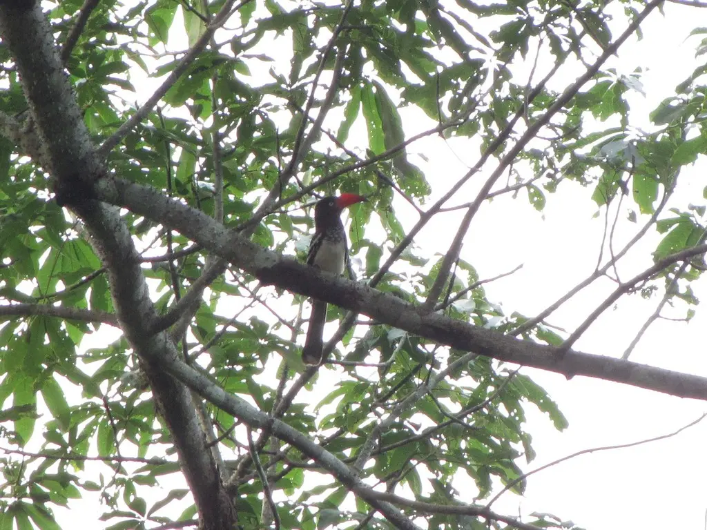 红弯嘴犀鸟(Lophoceros camurus)