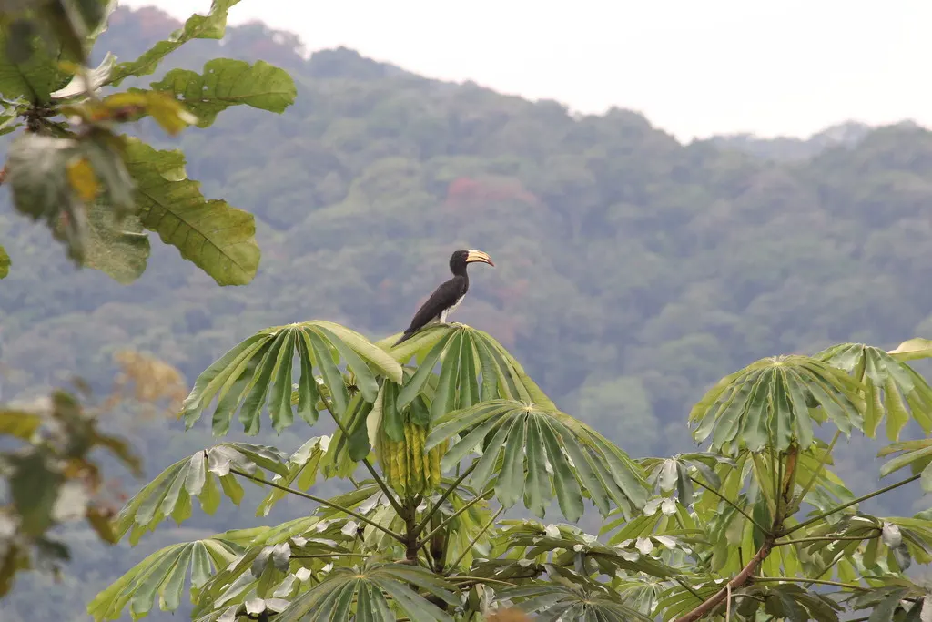 斑尾弯嘴犀鸟(Lophoceros fasciatus)