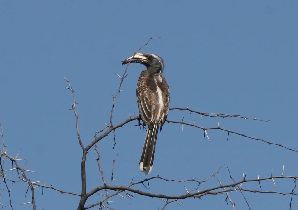 黑嘴弯嘴犀鸟(Lophoceros nasutus)