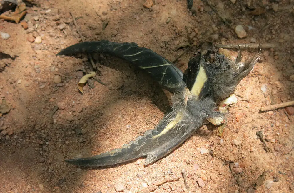黑嘴弯嘴犀鸟(Lophoceros nasutus)