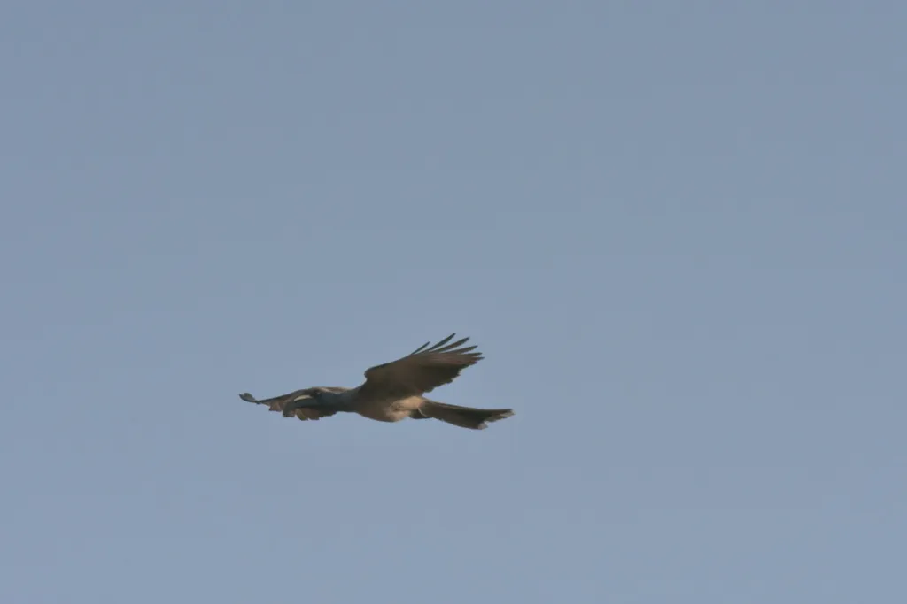 黑嘴弯嘴犀鸟(Lophoceros nasutus)