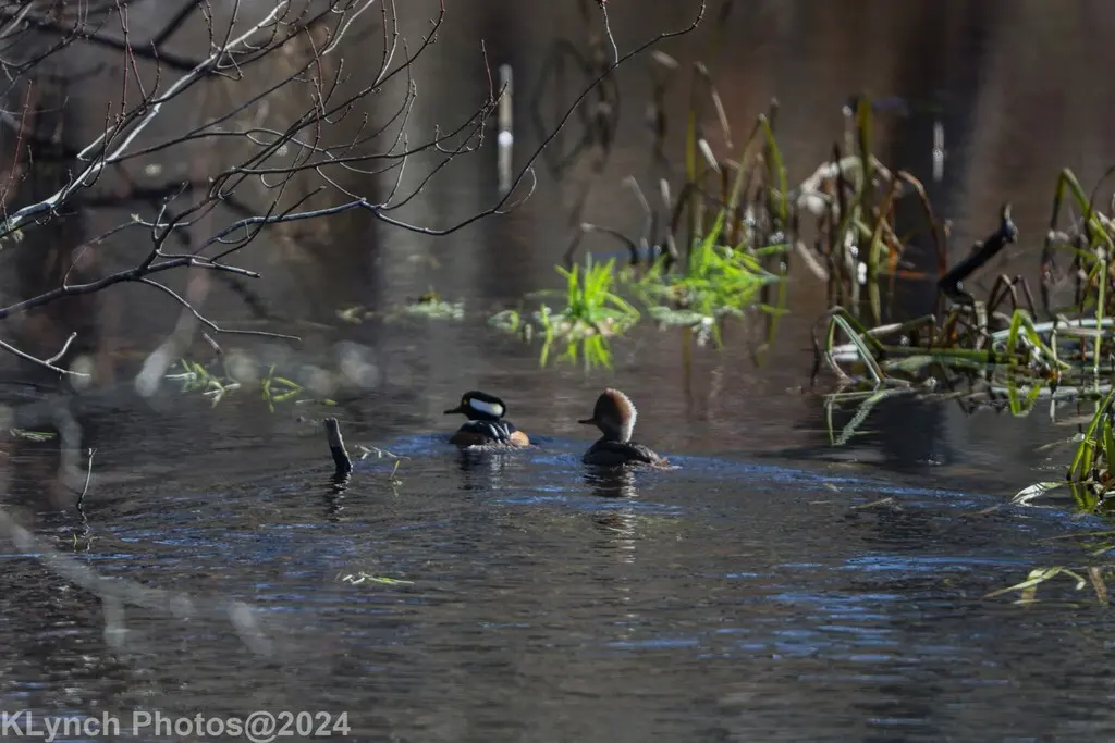 棕胁秋沙鸭(Lophodytes cucullatus)
