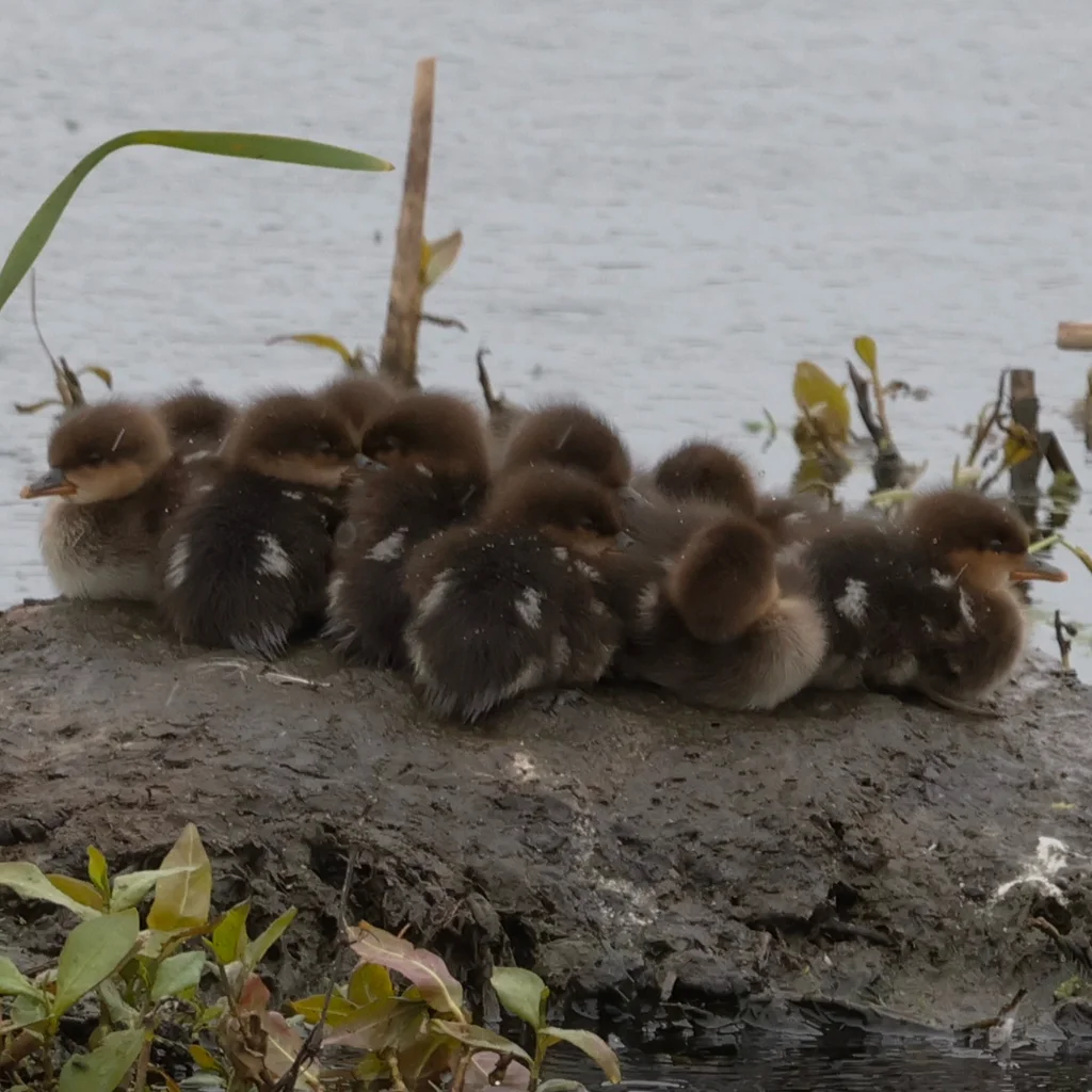棕胁秋沙鸭(Lophodytes cucullatus)