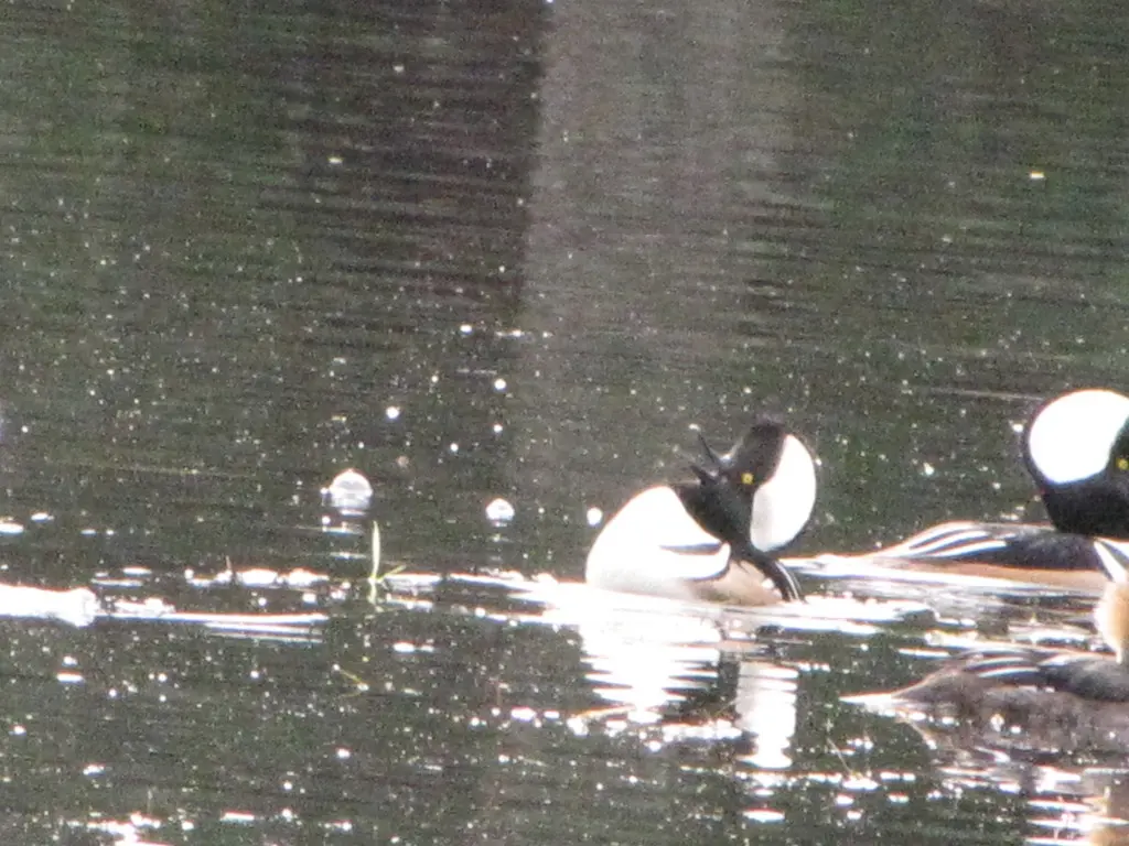 棕胁秋沙鸭(Lophodytes cucullatus)