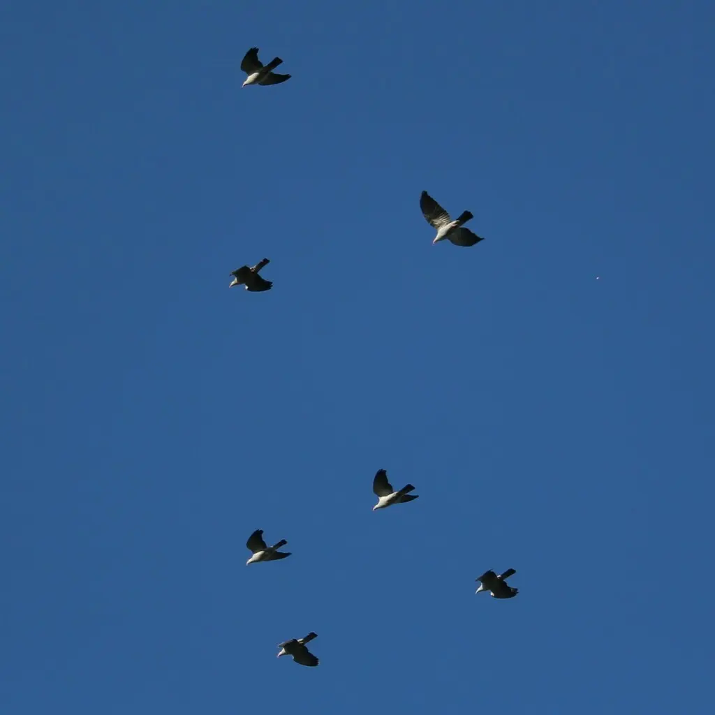 髻鸠(Lopholaimus antarcticus)