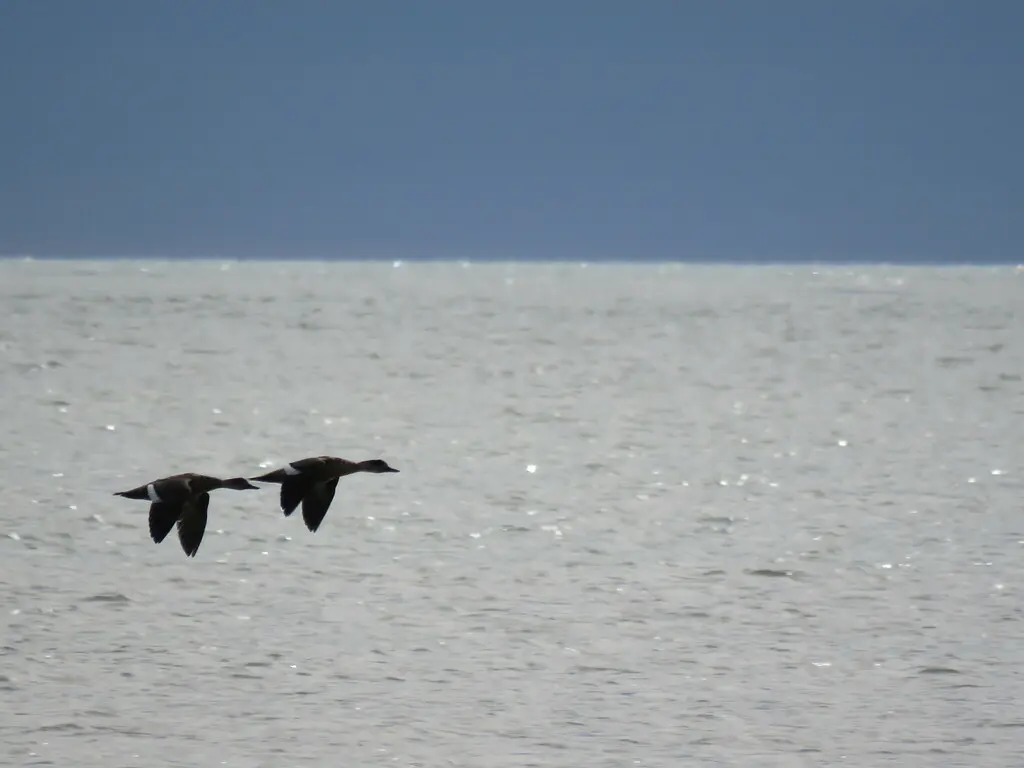 冠鸭(Lophonetta specularioides)