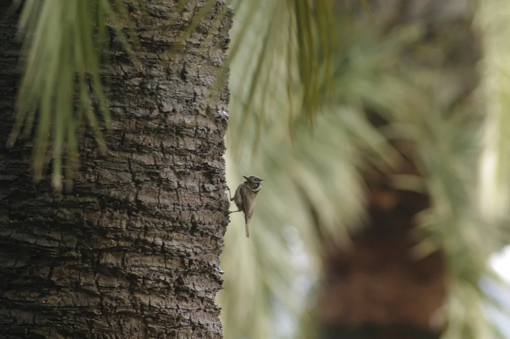 凤头山雀（Lophophanes cristatus）