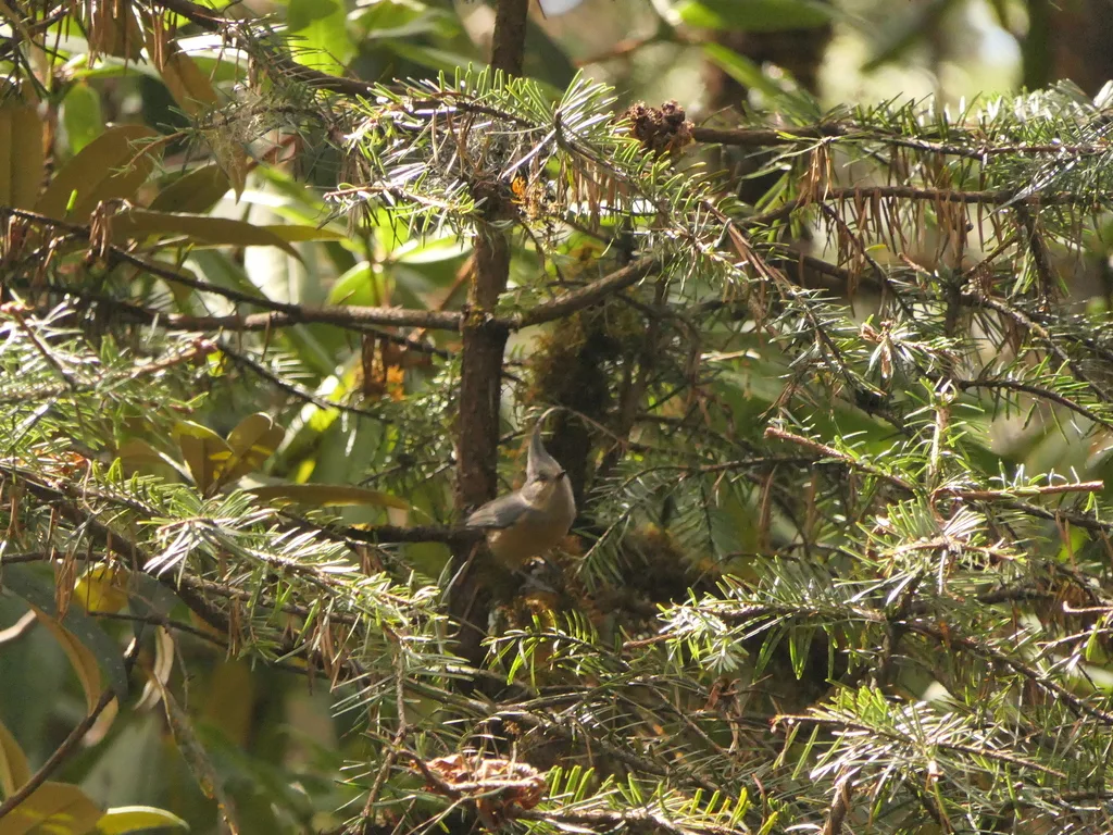 褐冠山雀(Lophophanes dichrous)