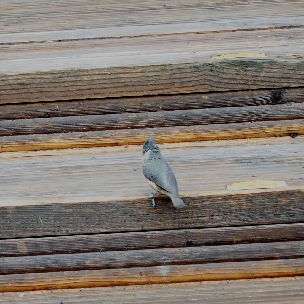 褐冠山雀(Lophophanes dichrous)