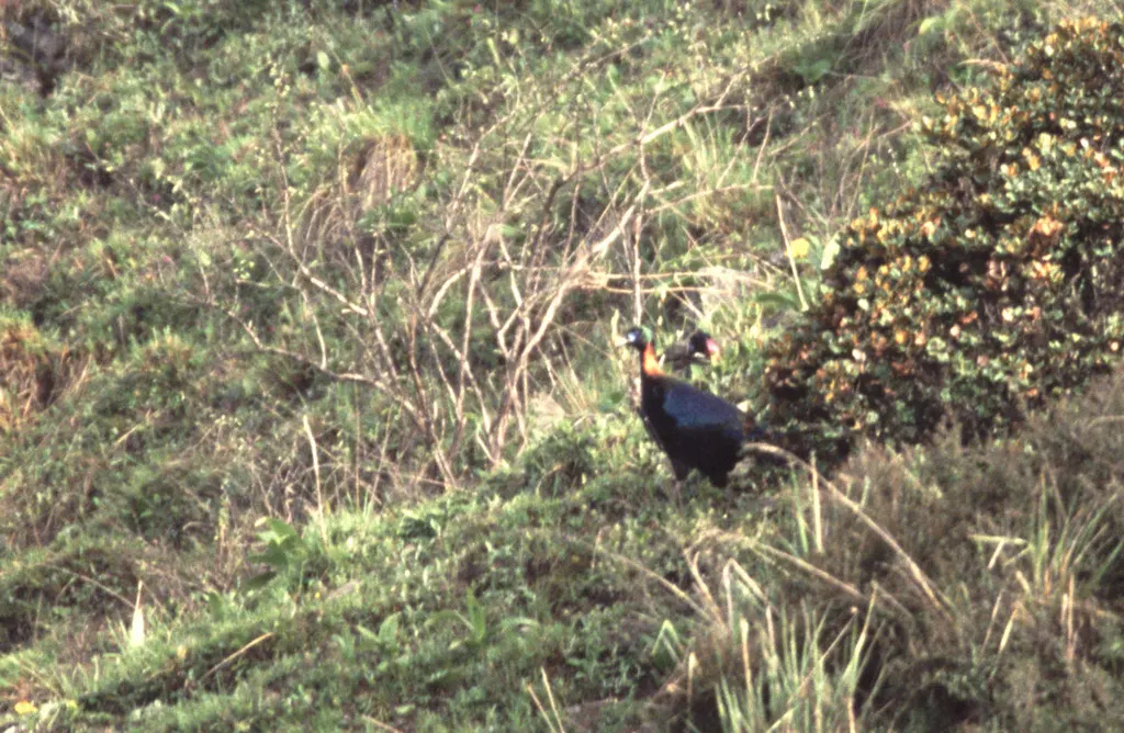 绿尾虹雉（Lophophorus lhuysii）