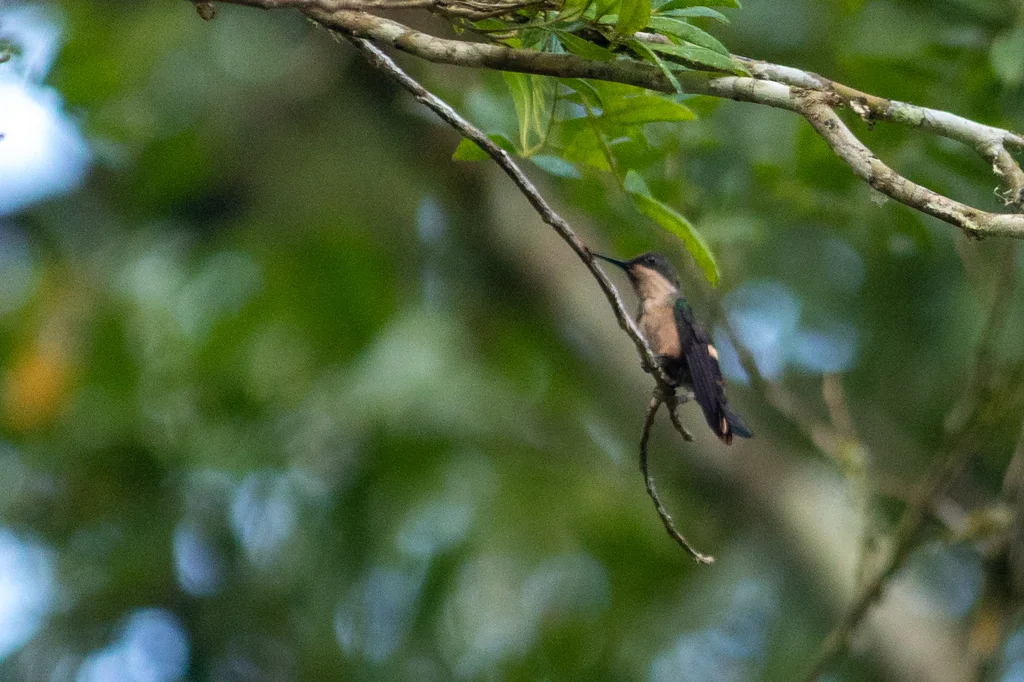 极乐冠蜂鸟(Lophornis chalybeus)