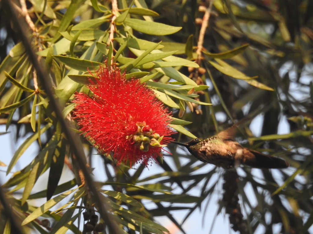 极乐冠蜂鸟(Lophornis chalybeus)