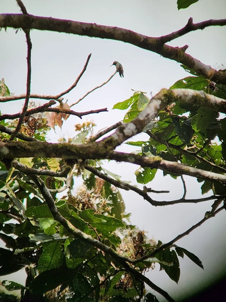 棕冠蜂鸟(Lophornis delattrei)