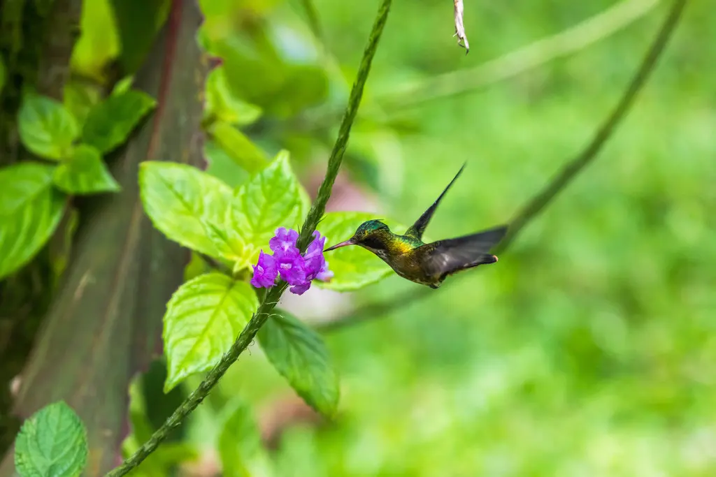 黑冠蜂鸟(Lophornis helenae)