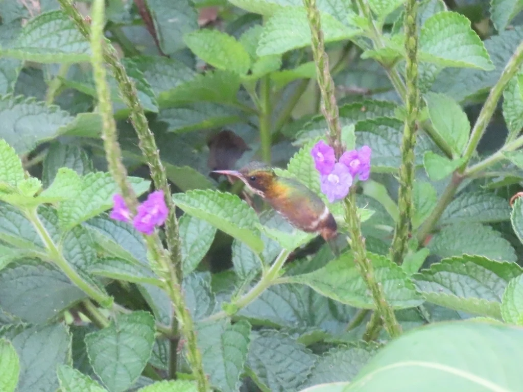 黑冠蜂鸟(Lophornis helenae)
