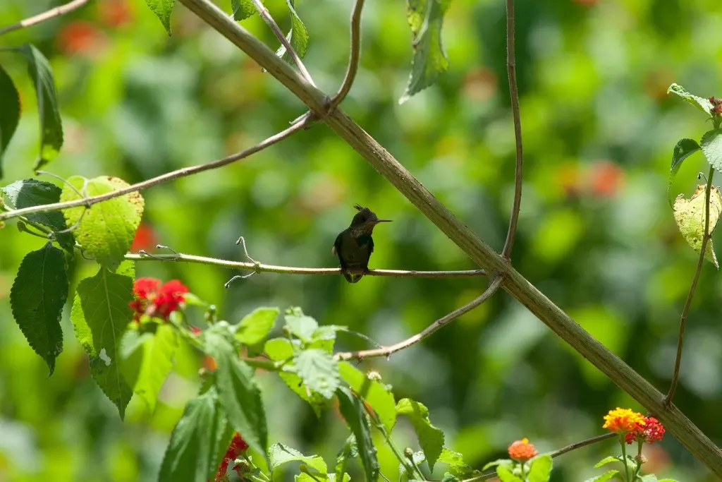 缨冠蜂鸟（Lophornis ornatus）
