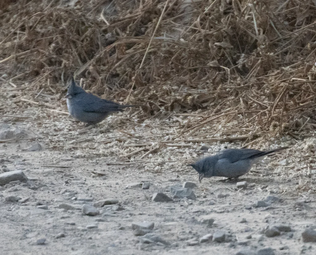 灰冠雀鹀（Lophospingus griseocristatus）