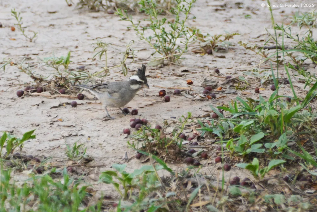 黑冠雀鹀(Lophospingus pusillus)